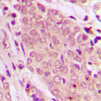 19 - Anti-SMAD2/3 Antibody AP59614