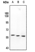 1 - Anti-SMAD2/3 Antibody AP59614