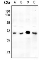 1 - Anti-SMAD6 Antibody AP59616