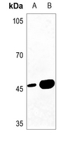1 - Anti-MAGEA1 Antibody AP59617