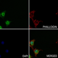 3 - Anti-TAU (Phospho-T548) Antibody AP59618