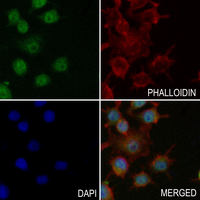 3 - Anti-TAU (Phospho-T534) Antibody AP59619