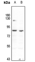 1 - Anti-TAU (Phospho-T534) Antibody AP59619
