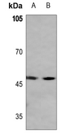 1 - Anti-MAZ Antibody AP59620