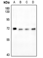1 - Anti-FOXO4 (Phospho-S197) Antibody AP59622