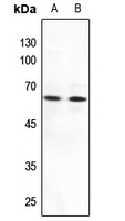 1 - Anti-MNT Antibody AP59626