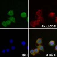 3 - Anti-MX2 Antibody AP59628