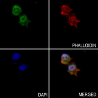 3 - Anti-c-Myc (Phospho-T58) Antibody AP59629