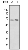 1 - Anti-c-Myc (Phospho-T58) Antibody AP59629
