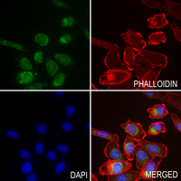 3 - Anti-MLCK1 Antibody AP59630