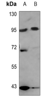 1 - Anti-Nibrin Antibody AP59631