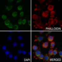 3 - Anti-NDUFA8 Antibody AP59632