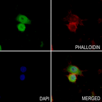 3 - Anti-NEDD8 Antibody AP59634