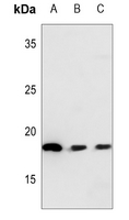 1 - Anti-NEDD8 Antibody AP59634