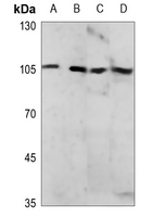 1 - Anti-NF-kappaB p105 (Phospho-S927) Antibody AP59635