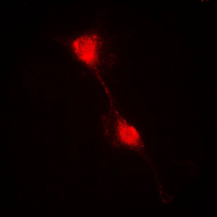 3 - Anti-IKB alpha Antibody AP59636