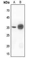 1 - Anti-IKB alpha Antibody AP59636