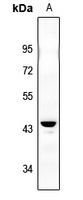 1 - Anti-IKB beta (Phospho-S23) Antibody AP59637