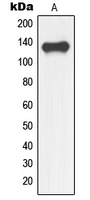 1 - Anti-NFRKB Antibody AP59639