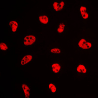 3 - Anti-NFYA Antibody AP59640