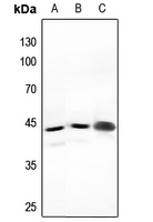 1 - Anti-NFYA Antibody AP59640