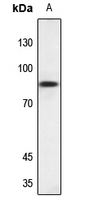 1 - Anti-NSF Antibody AP59643