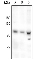 1 - Anti-OCRL Antibody AP59647