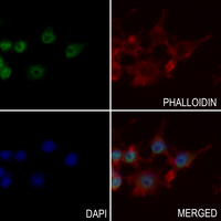 3 - Anti-RKIP Antibody [KO/KD Validated] AP59648