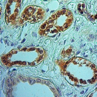 19 - Anti-RKIP Antibody [KO/KD Validated] AP59648
