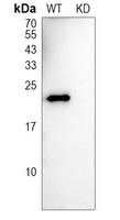 0 - Anti-RKIP Antibody [KO/KD Validated] AP59648