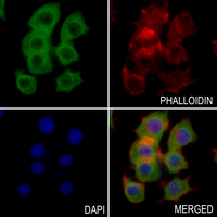 3 - Anti-PAH Antibody AP59649
