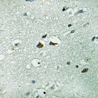19 - Anti-PAH Antibody AP59649