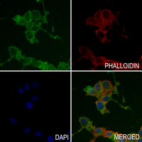 3 - Anti-PAI2 Antibody AP59650