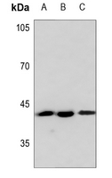 1 - Anti-PAWR Antibody AP59653