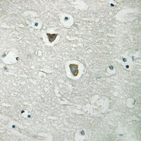 19 - Anti-CD31 (Phospho-Y713) Antibody AP59657