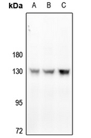 1 - Anti-CD31 (Phospho-Y713) Antibody AP59657