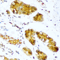 19 - Anti-Pepsin A Antibody AP59658