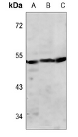 1 - Anti-Pepsin A Antibody AP59658