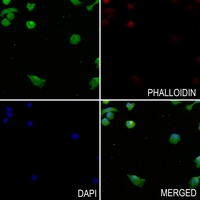 3 - Anti-PI3K C2 gamma Antibody AP59662
