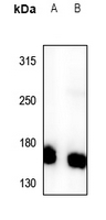 1 - Anti-PI3K C2 gamma Antibody AP59662