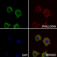 3 - Anti-PI3K p110 delta Antibody AP59663