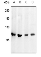 1 - Anti-PI3K p110 delta Antibody AP59663
