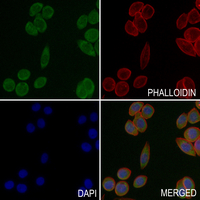 3 - Anti-PLC gamma 1 Antibody AP59664