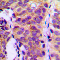19 - Anti-PLC gamma 1 Antibody AP59664