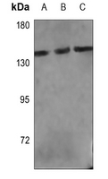 1 - Anti-PLC gamma 1 Antibody AP59664
