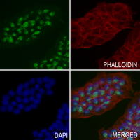 3 - Anti-MKK1 (Phospho-T286) Antibody AP59674
