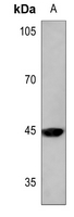 1 - Anti-MKK1 (Phospho-T292) Antibody AP59675