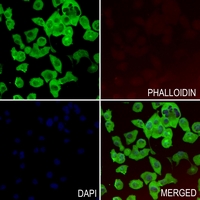3 - Anti-PRKX Antibody AP59676