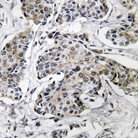 19 - Anti-PRKX Antibody AP59676