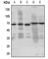 1 - Anti-EP4 Antibody AP59681